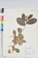 小葉五月茶藏品圖，第1張