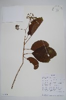 登錄號:S096064藏品圖，第1張