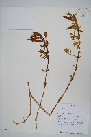 蓮子草藏品圖，第1張