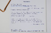 蓮子草藏品圖，第2張