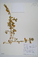 登錄號:S096069藏品圖，第1張
