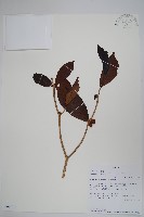 登錄號:S096073藏品圖，第1張