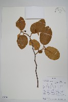 登錄號:S096076藏品圖，第1張
