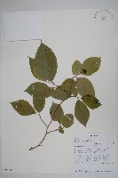 登錄號:S096083藏品圖，第1張