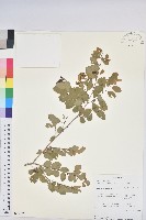 密花白飯樹藏品圖，第1張