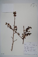 登錄號:S096088藏品圖，第1張