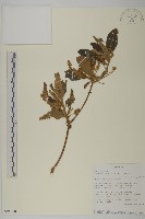 大葉欖仁藏品圖，第1張