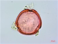 登錄號:S096095藏品圖，第1張