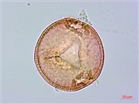 登錄號:S096095藏品圖，第2張