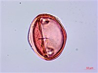 登錄號:S096095藏品圖，第3張