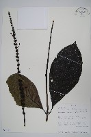 登錄號:S096110藏品圖，第1張