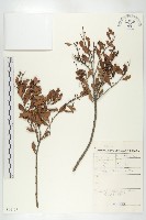 登錄號:S096137藏品圖，第3張