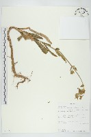 登錄號:S096150藏品圖，第1張