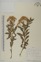 擬棕、卡菲爾椰子藏品圖，第1張