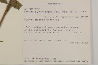 擬棕、卡菲爾椰子藏品圖，第2張