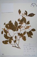 登錄號:S096162藏品圖，第1張