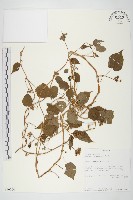 毛果薯藏品圖，第1張