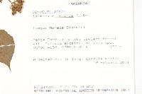 毛果薯藏品圖，第2張