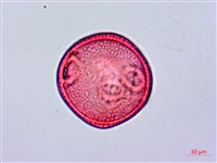 登錄號:S096179藏品圖，第2張