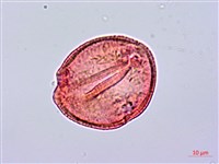 登錄號:S096179藏品圖，第3張