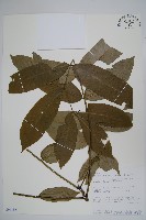 登錄號:S096185藏品圖，第1張