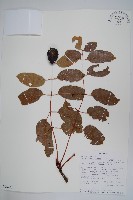 伯爾硬胡桃、酒樹藏品圖，第1張