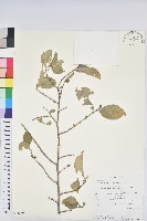 登錄號:S096210藏品圖，第1張