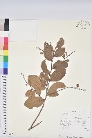 登錄號:S096211藏品圖，第1張