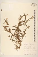 登錄號:S096266藏品圖，第1張