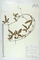 登錄號:S096275藏品圖，第1張