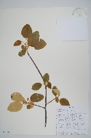 登錄號:S096294藏品圖，第1張