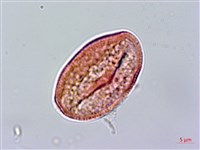 登錄號:S096318藏品圖，第2張