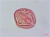 登錄號:S096318藏品圖，第3張