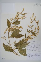 登錄號:S096328藏品圖，第1張