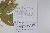 登錄號:S096328藏品圖，第2張