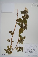 登錄號:S096350藏品圖，第1張