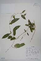 登錄號:S096351藏品圖，第1張