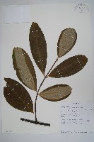 登錄號:S096353藏品圖，第1張