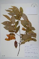 登錄號:S096359藏品圖，第1張