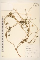 長柄菊藏品圖，第1張