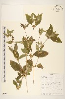 金腰箭藏品圖，第1張