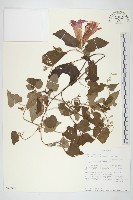 銳葉牽牛藏品圖，第1張