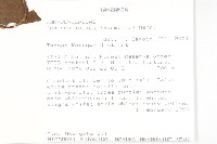 銳葉牽牛藏品圖，第2張