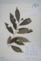 登錄號:S096387藏品圖，第1張