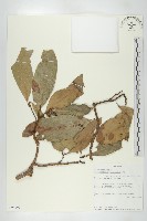 登錄號:S096397藏品圖，第1張