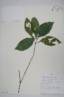 登錄號:S096403藏品圖，第1張