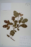 登錄號:S096410藏品圖，第1張