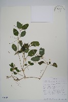 登錄號:S096415藏品圖，第1張