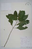 登錄號:S096416藏品圖，第1張