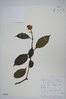 白燭蘆莉藏品圖，第1張